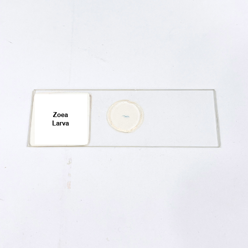 Zoea Larva