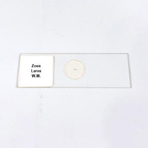 Zoea Larva W.M.