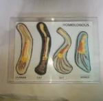 homologous