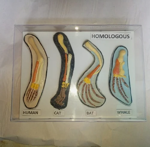 homologous